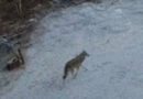 Wolfswanderungen aus Russland in die Finnmark nehmen deutlich zu