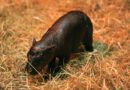 Bedrohte Art: Zwergflusspferd in Zoo von Edinburgh geboren