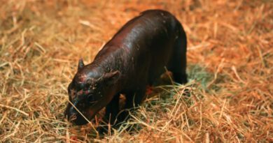 Bedrohte Art: Zwergflusspferd in Zoo von Edinburgh geboren