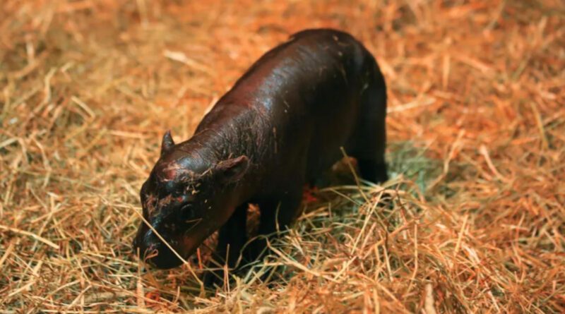 Bedrohte Art: Zwergflusspferd in Zoo von Edinburgh geboren