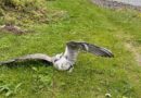 Vogelgrippe in toten Möwen in Norwegen nachgewiesen