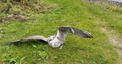 Vogelgrippe Möwen Norwegen