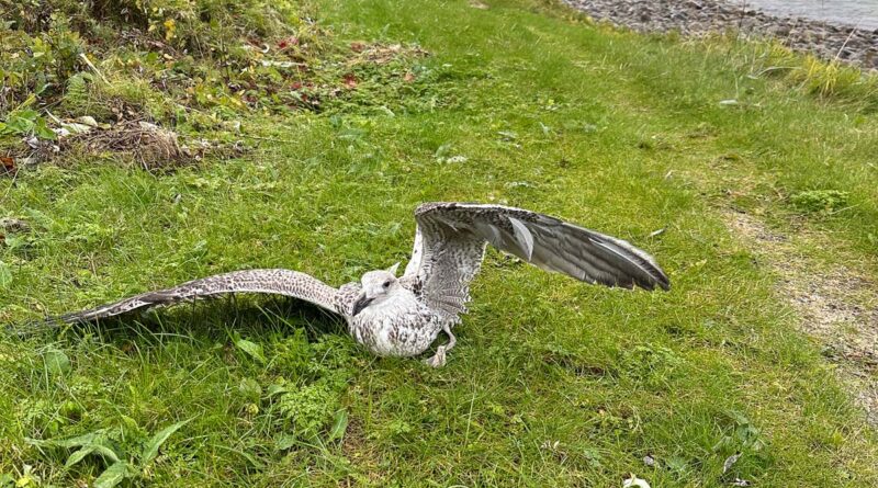 Vogelgrippe Möwen Norwegen