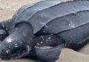 Leider tot: Seltene Lederschildkröte an irischen Strand angespült