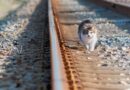 Bahnschwellen aus recyceltem Kunststoff könnten Schienenverkehr noch umweltfreundlicher machen