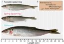 Zwei Unterarten Fischfressender Heringe in der Ostsee entdeckt