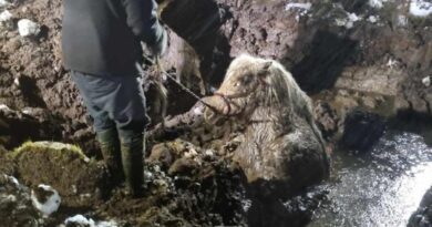 Spektakuläre Rettung: Pferd aus Felsspalte in Island befreit