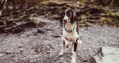 Hunde halten in Norwegen