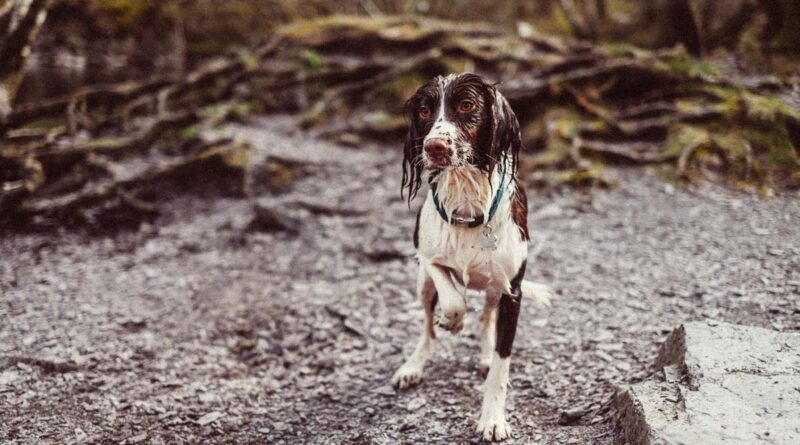 Hunde halten in Norwegen