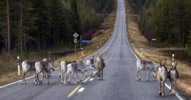 Lappland ohne Schnee