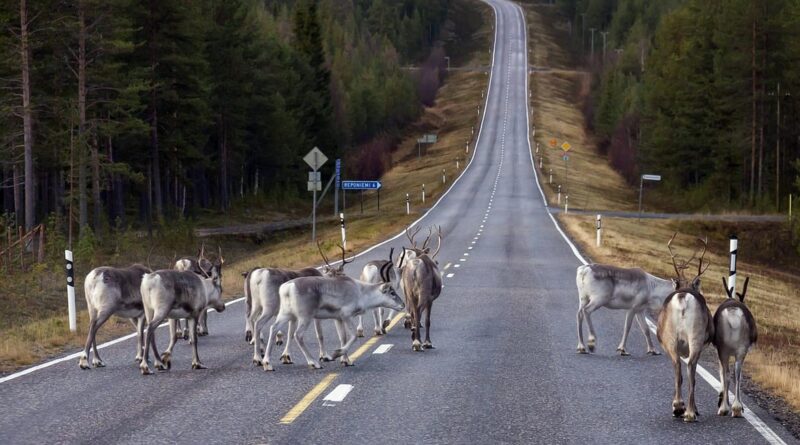 Lappland ohne Schnee