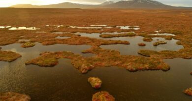 Flow Country Moor Schottland