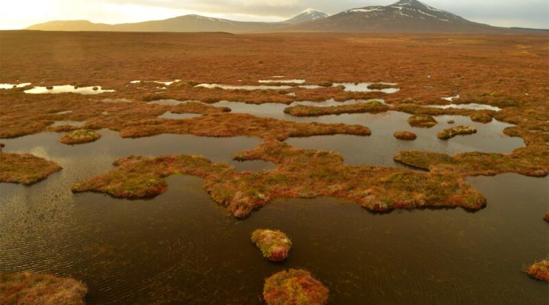 Flow Country Moor Schottland