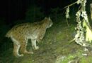 Dreibeiniger Luchs in Norwegen gesichtet – Wildkameras dokumentieren sein Überleben