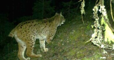 Dreibeiniger Luchs überlebt in Norwegen