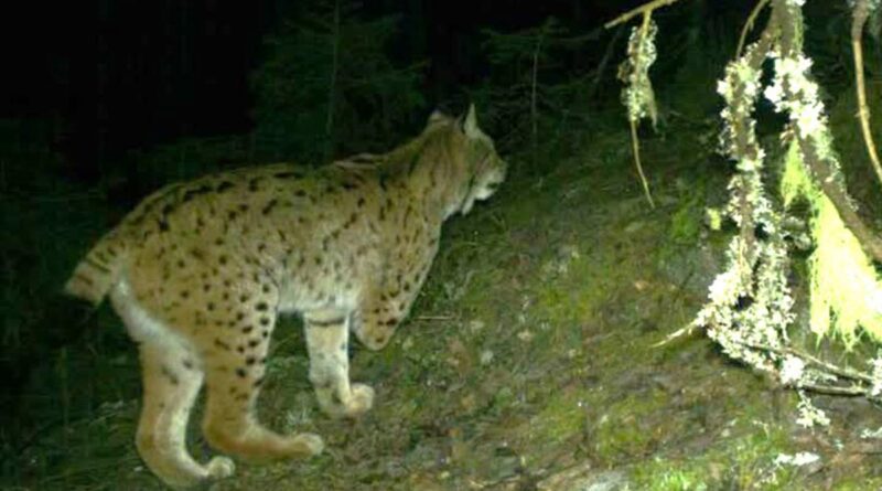 Dreibeiniger Luchs überlebt in Norwegen