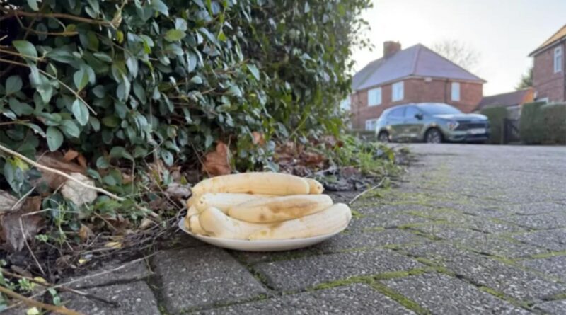 Mysterium: Wer legt ständig geschälte Bananen an die Straße?