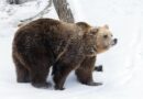 Bären in Korkeasaari erwachen aus dem Winterschlaf – erstes Spiel im Schnee