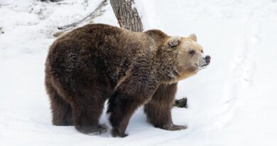 Korkeasaari Zoo Helsinki