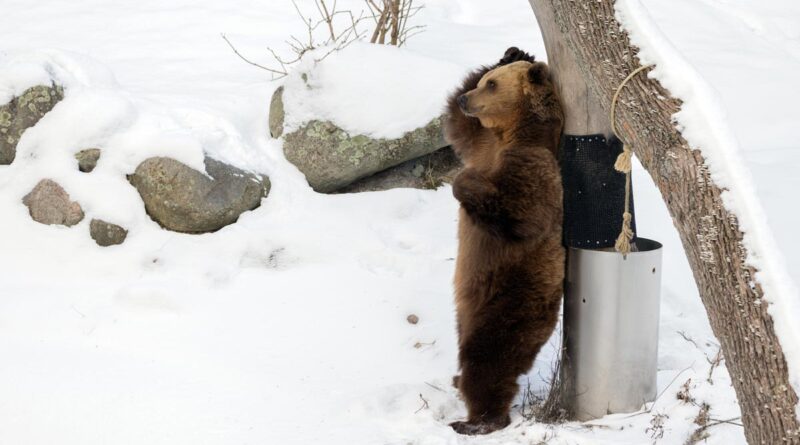 Korkeasaari Zoo