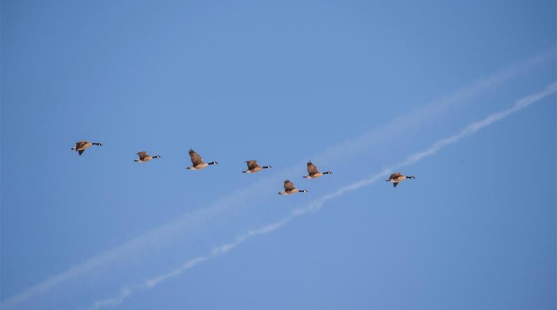 Zugvögel in Finnland